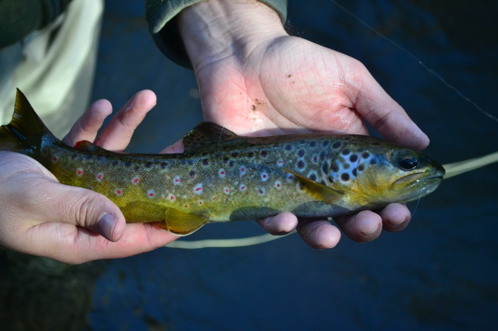 Steve-o's first fish of 2012 on a Dry Fly