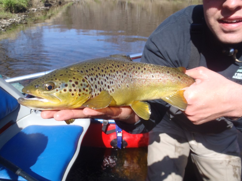 Clarion River Brown