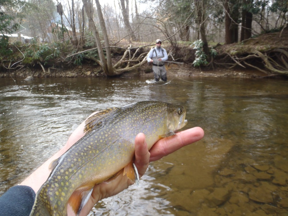 A Pennsylvania "WILDS" fish