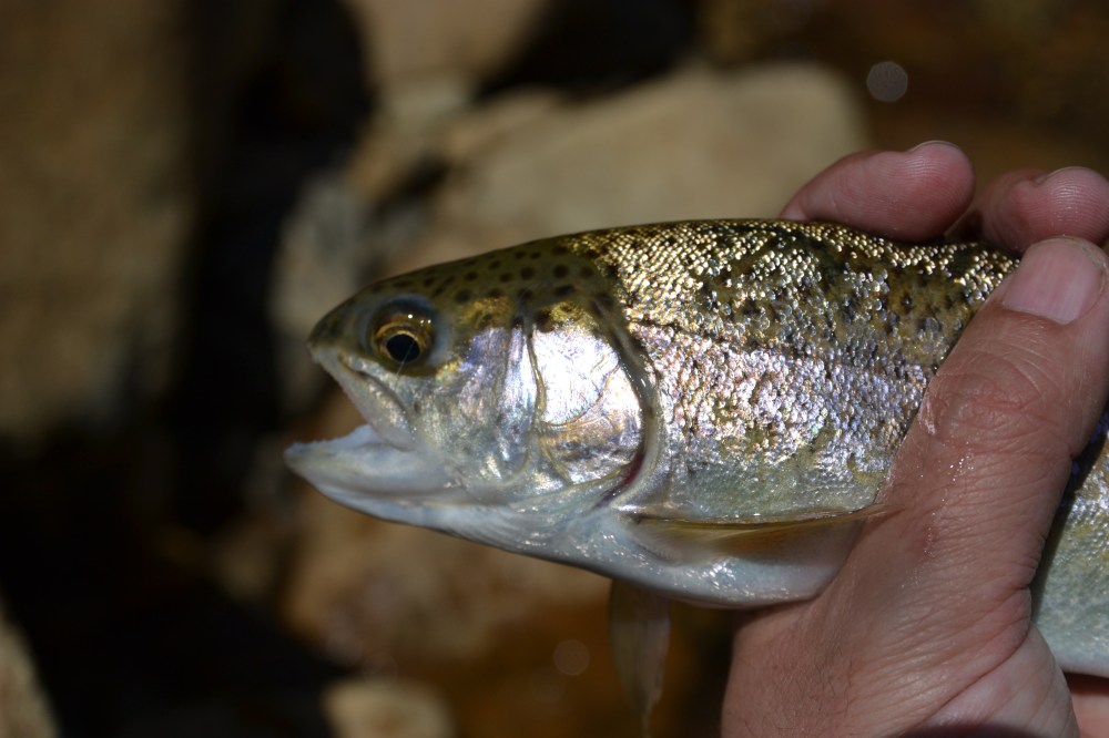 North Branch fish 007