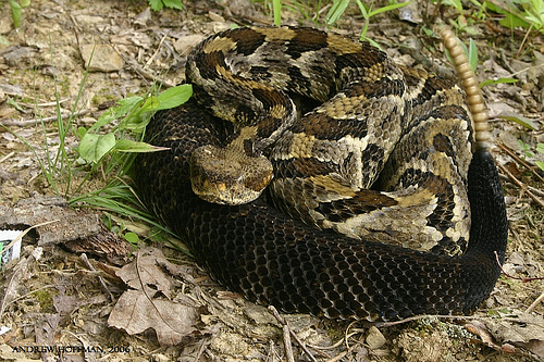 photo courtesy of the National Park Service