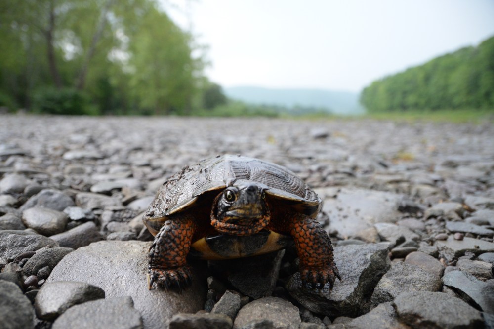 Eagle and Lightening-4