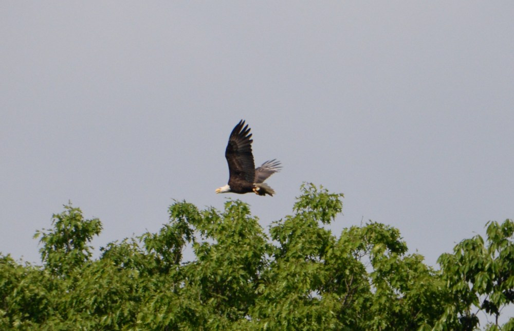 Eagle and Lightening-7
